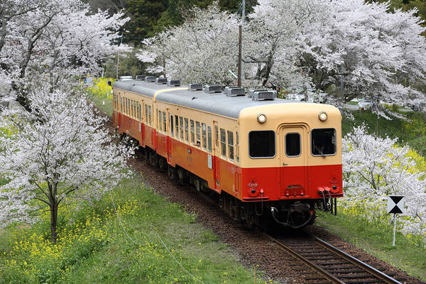 Nippon Sharyo Kominato KiHa 20
